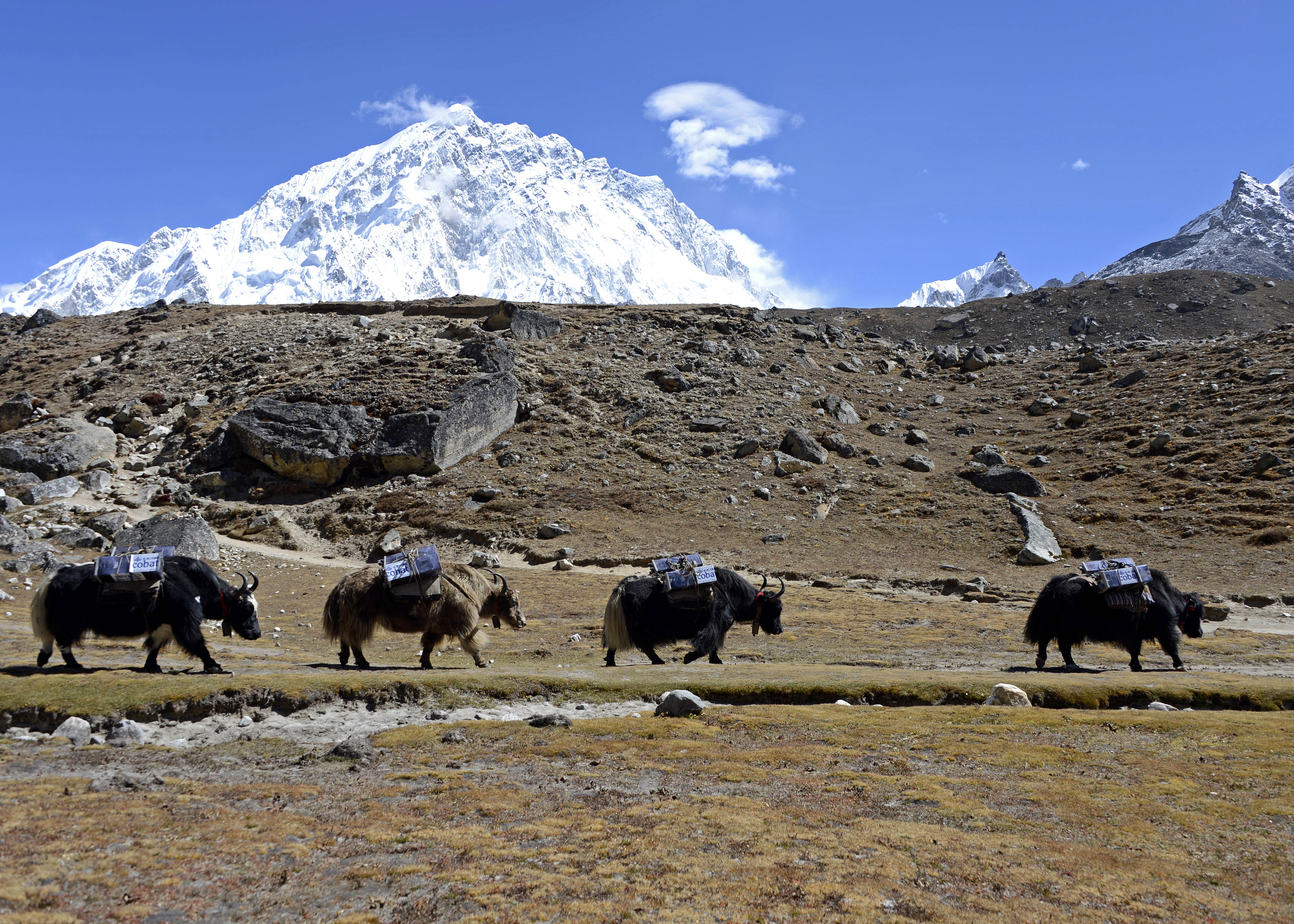 Un passo dopo l'altro_Yak della spedizione sotto al monte Nuptse nella valle del Khumbu a 4930 mt Nepal_ eds