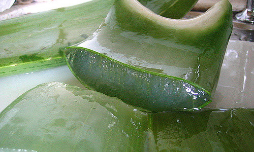 Aloe Bardensis Miller: la pianta dalle cui foglie si ricava il gel