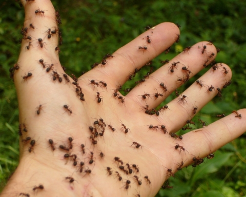 allontanare formiche rimedi naturali