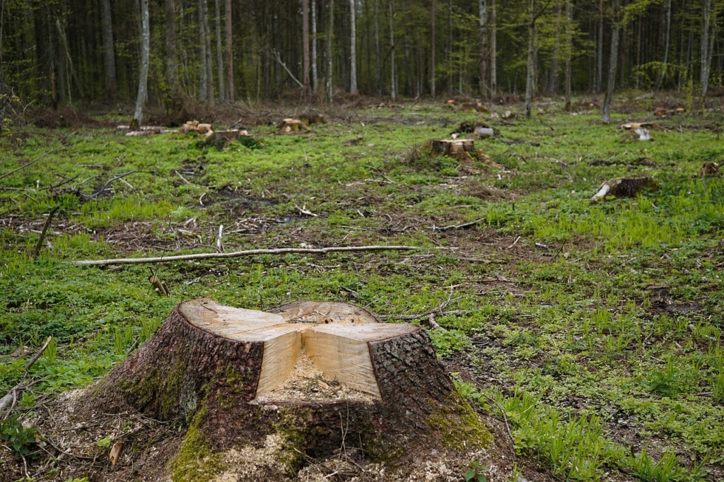 pianeta rasato dalla deforestazione