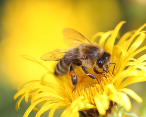 salviamo le api slow food