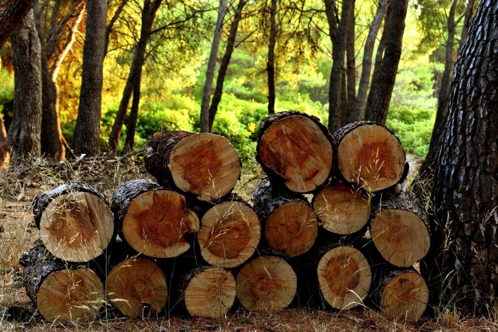 interpol e nazioni unite insieme per l'ambiente
