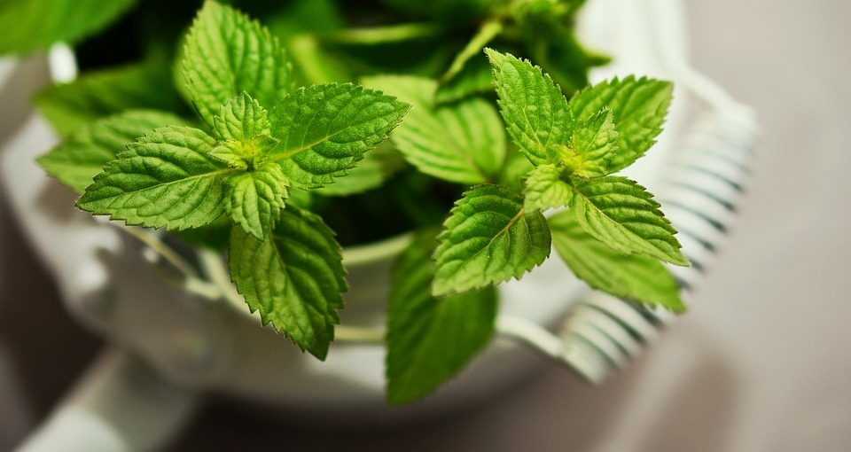 Sciroppo alla menta fatto in casa