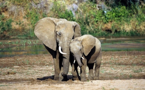 Mattanza elefanti