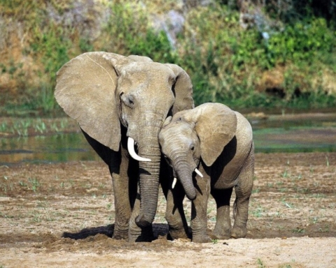Mattanza elefanti