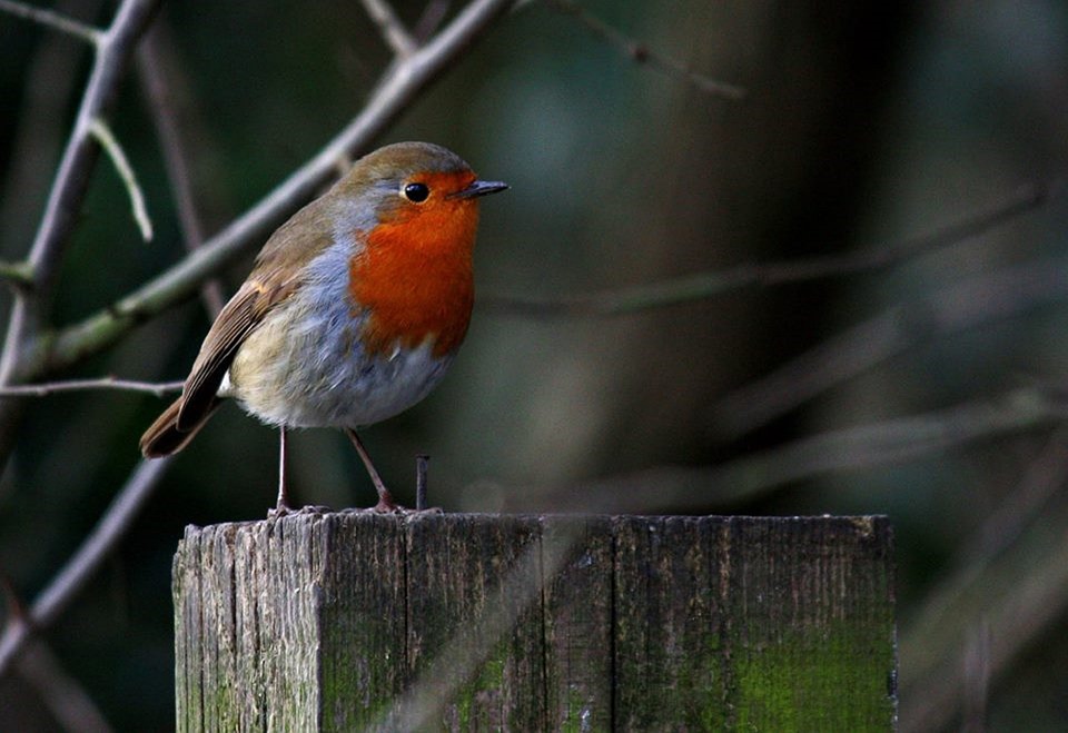 Birdgardening Come Ripopolare La Citta Di Uccelli Selvatici