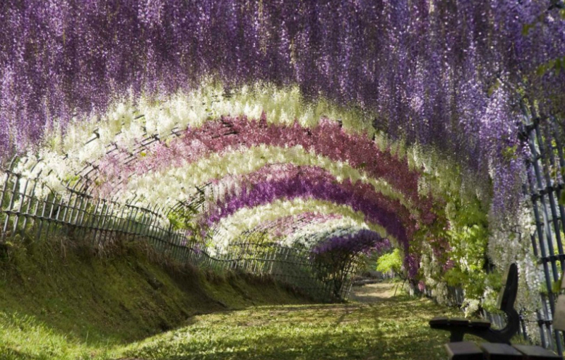 Tunnel di alberi: glicini in Giappone