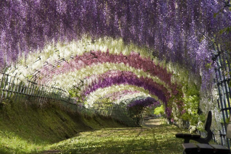 Tunnel di alberi: glicini in Giappone