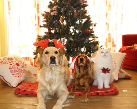 Animali domestici e Natale