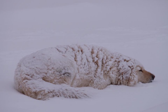 Снег голодный. Собака замерзла в снегу. Замерзший щенок.