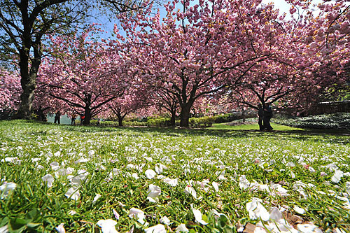 ciliegi in fiore- brooklyn botanic gardens. Foto di Paul Martinka