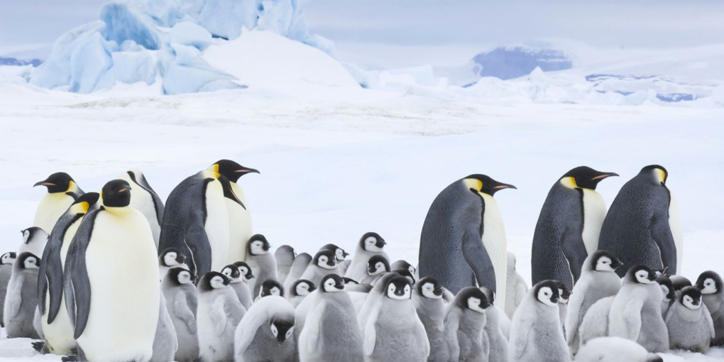 la marcia dei pinguini di Luc Jacquet