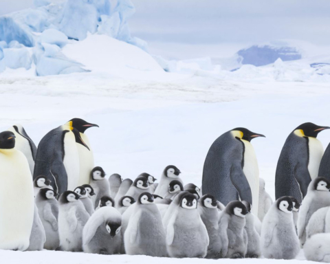 la marcia dei pinguini di Luc Jacquet