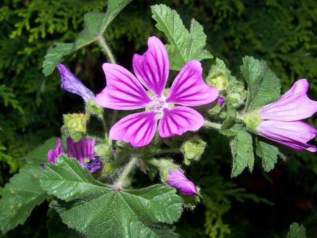 Piorrea: un decotto di malva aiuta a decongestionare l'infiammazione gengivale.