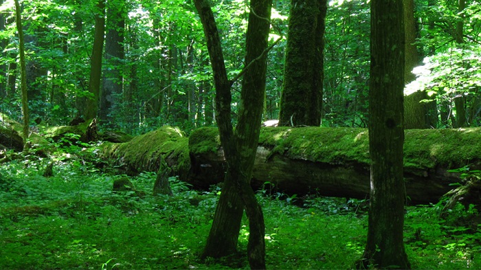 Foresta di Bialowieza - Foto di Erik de Haan