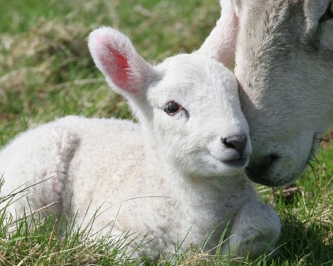 Pecore e agnellini, cosa fare per proteggerli dalla Pasqua