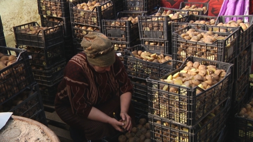 Una contadina che prepara le patate per la semina