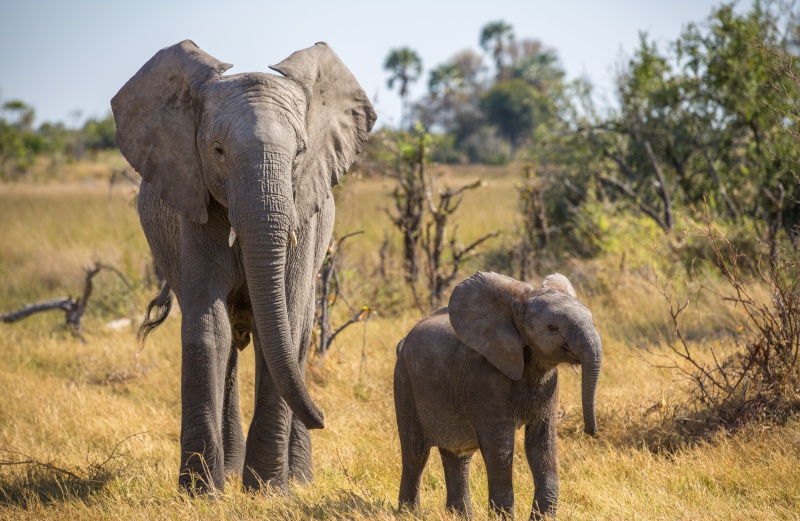 Naledi A Baby Elephant's Tale
