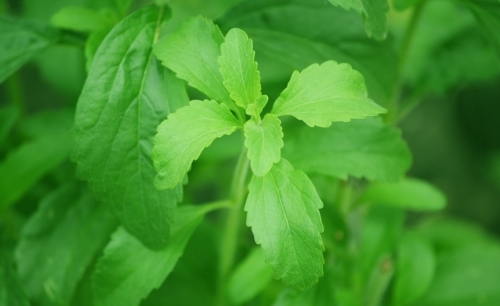 Dolcificanti naturali: la stevia... 