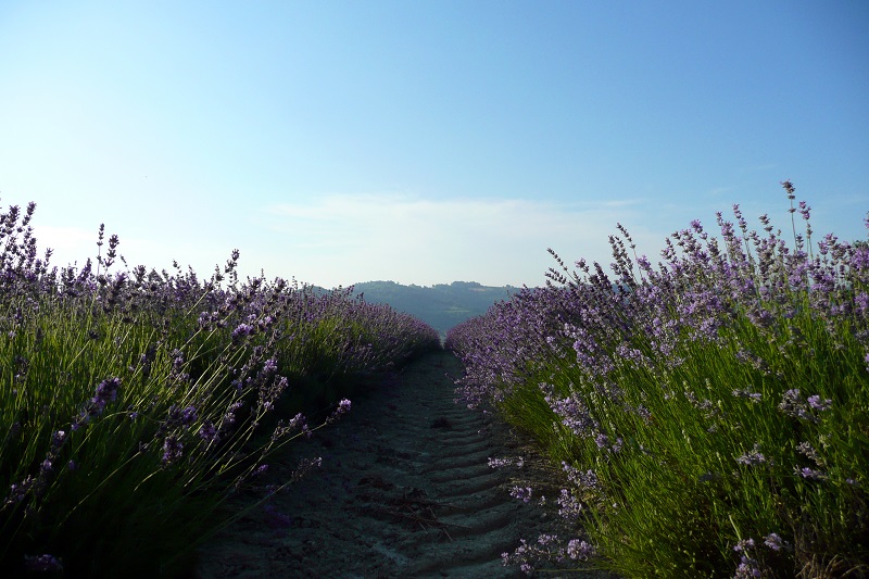 Campi di lavanda