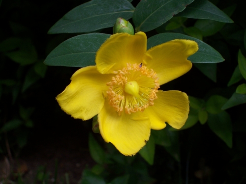 Il fiore dell'iperico conosciuto anche come cacciadiavoli. Chi si trovava in strada la notte di San Giovanni poteva difendersi dalle strghe infilandosi rami di Iperico e latre erbe protettive sotto la camicia. 