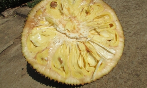 Jackfruit: potrebbe rappresentare una nuova interessante risorsa alimentare.