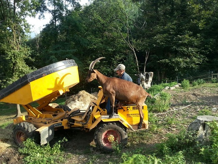 ospite felice rifugio animali