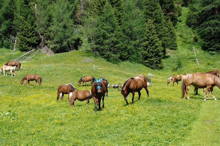 cavalli rifugio transumanza