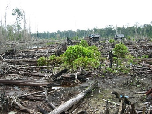 indonesia-deforestazione