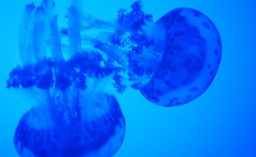 Punture estive: il contatto con le meduse può provocare infiammazione della pelle colpita.