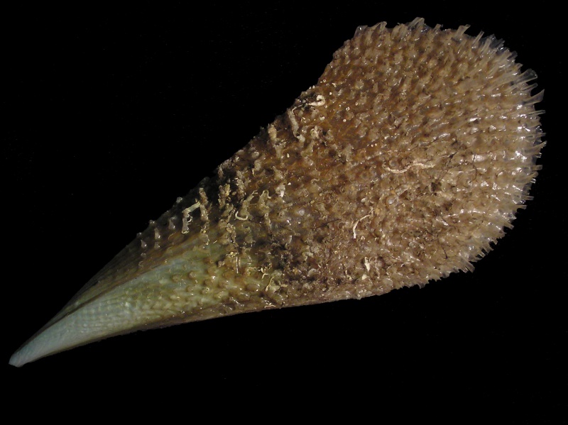 pinna nobilis