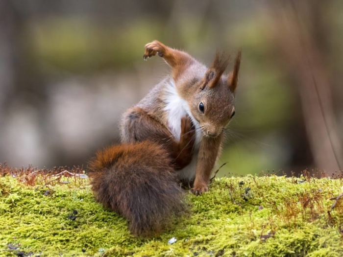 Immagini Facce Buffe Animali