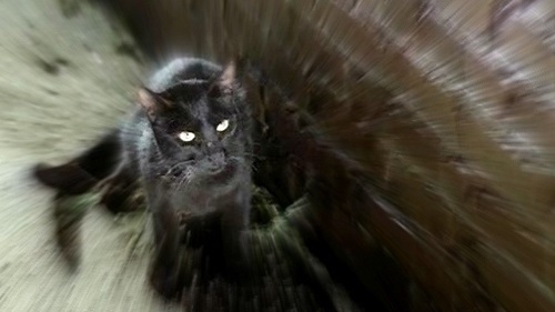 Black Cat (1981)