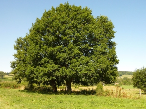 albero campagna