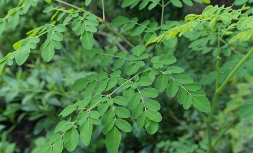 Moringa: anche noto come albero del rafano, è una pianta considerata miracolosa per i suoi effetti benefici.