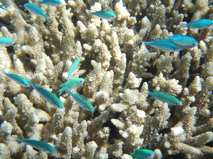 barriere coralline grande barriera corallina