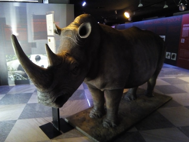 estinzione: rinoceronte