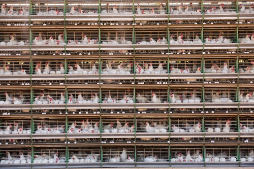 galline-allevamento-intensivo-george-steinmetz