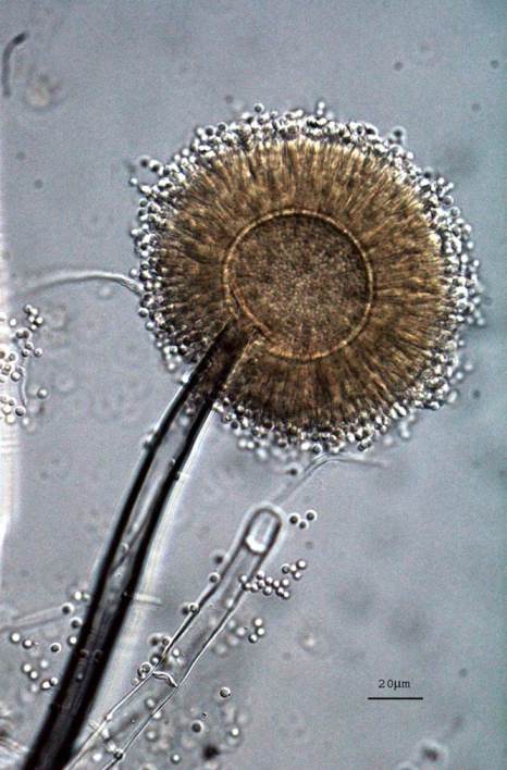 Aspergillus tubingensis micro-min