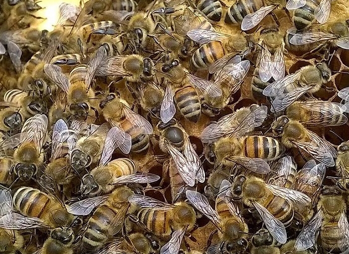 api-silvia-bertazzo