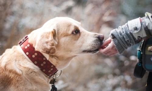 Cani terapisti: insieme ad altri pets sono impiegati negli interventi assistiti con animali IAA)