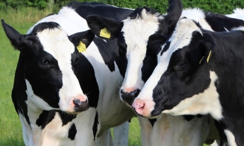 The Milk System: in un sistema di produzione intensiva, le prime vittime sono le vacche, usate come macchine da latte.