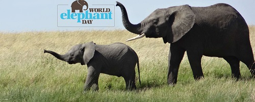Elephant Day