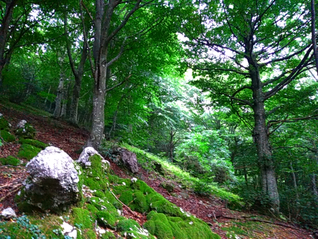 Tree Tents Trekking. Turismo naturalistico