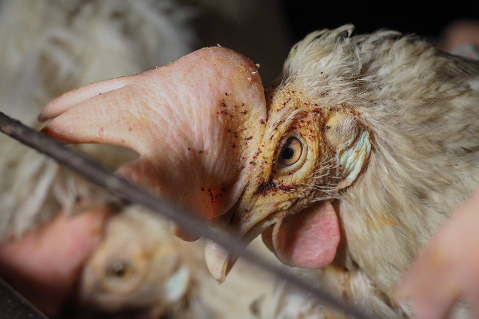 #bastagabbie. Galline ovaiole infestate da acari rossi. Ph credits: Animal Equality