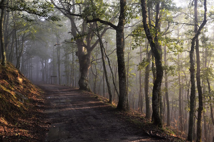 Bosco di Malabotta, Messina.