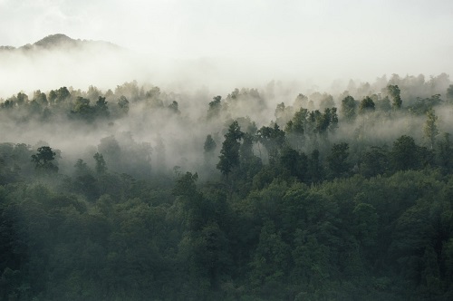 Alberi, foresta, nebbia