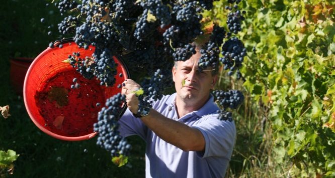 Azienda vinicola Di Filippo. Vita in vigna