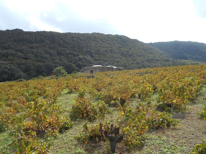 Pantelleria vite e dammuso-min