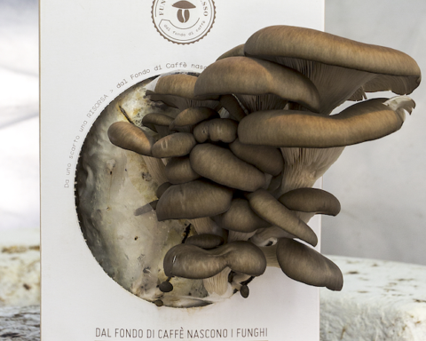 Kit di coltivazione Funghi Espresso